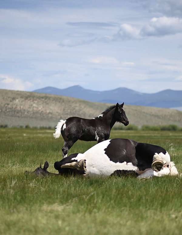 filly-blue-roan-draft-horse