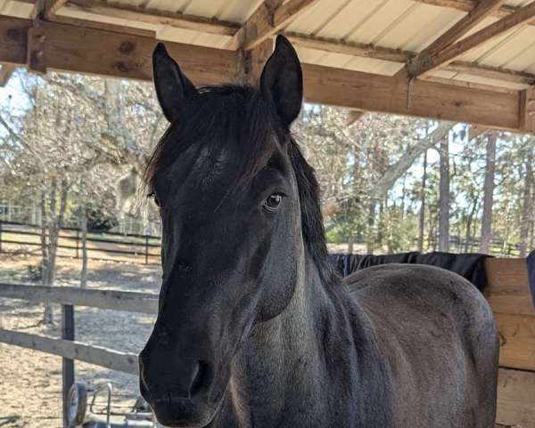 quarter-horse-gelding