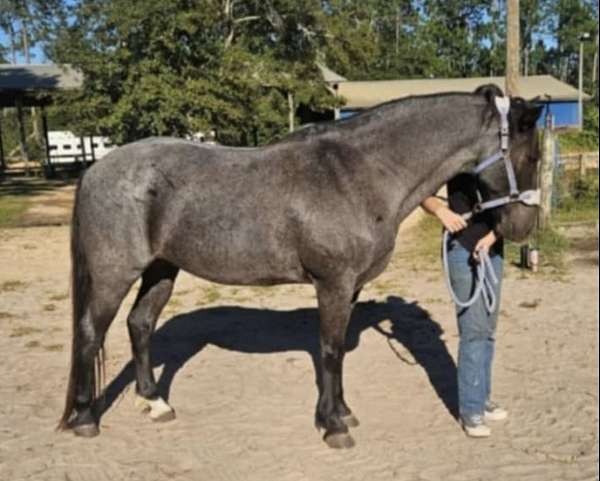 quarter-pony-for-sale