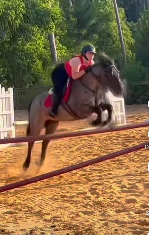 quarter-pony