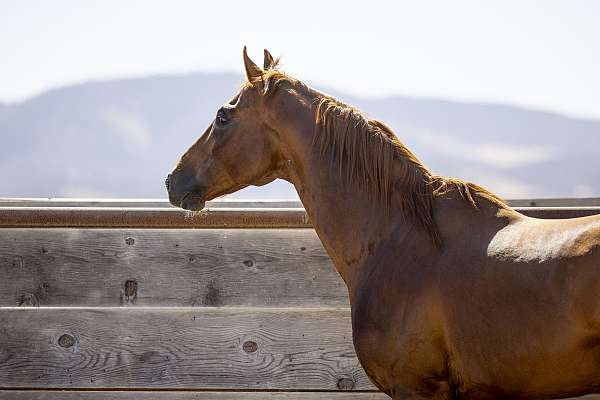 star-one-sock-horse