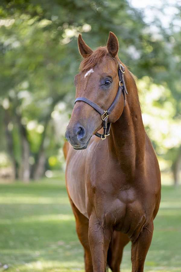 stallion-thoroughbred-horse