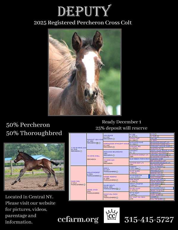 black-percheron-thoroughbred-colt