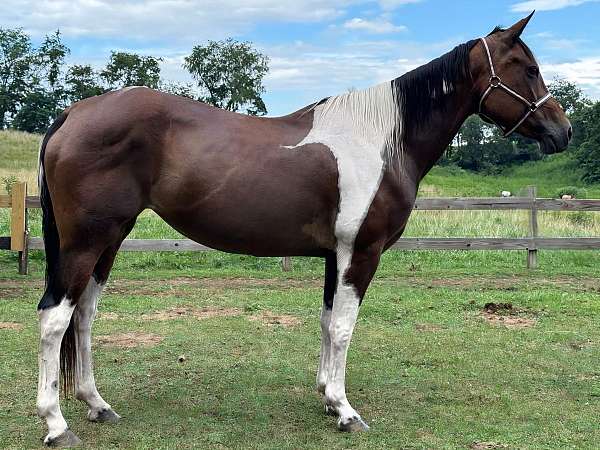 pleasure-paint-horse