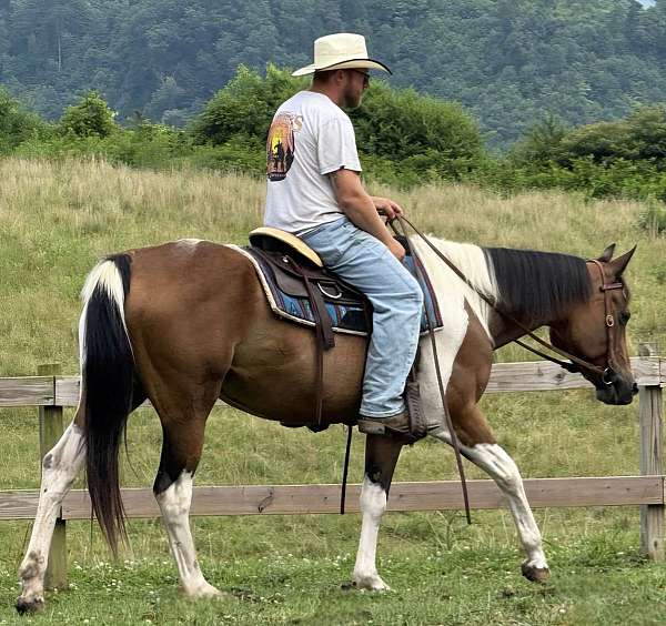 trail-paint-horse