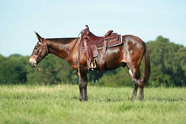 bay-none-horse