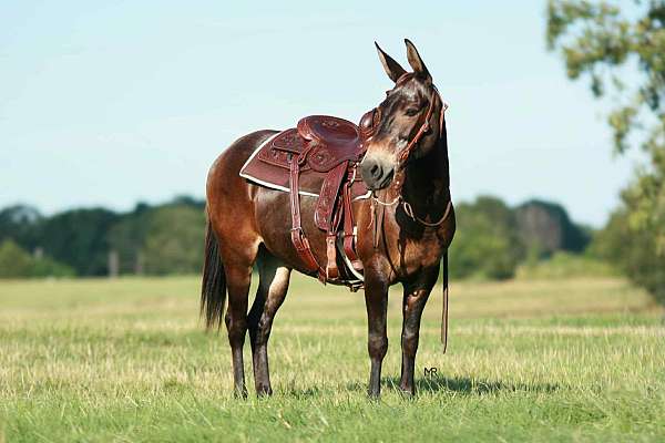 quarter-horse