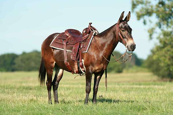 beginner-safe-quarter-horse