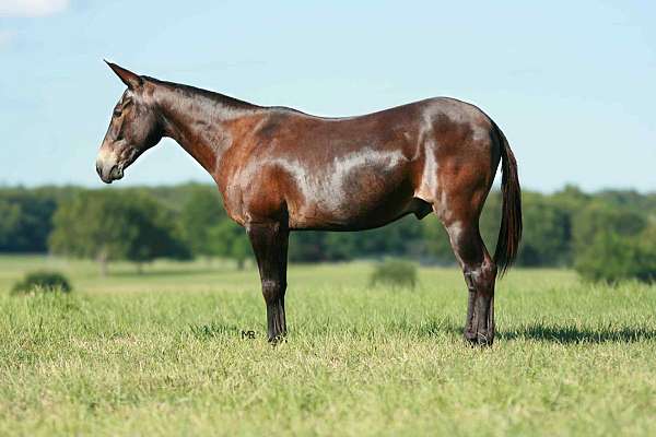 ranch-work-quarter-horse