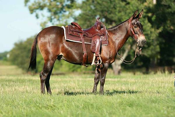 all-around-quarter-horse