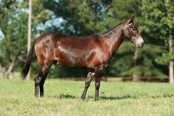 mule-quarter-horse