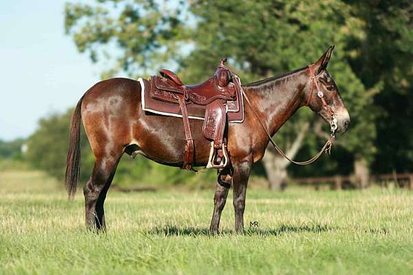 trail-quarter-horse