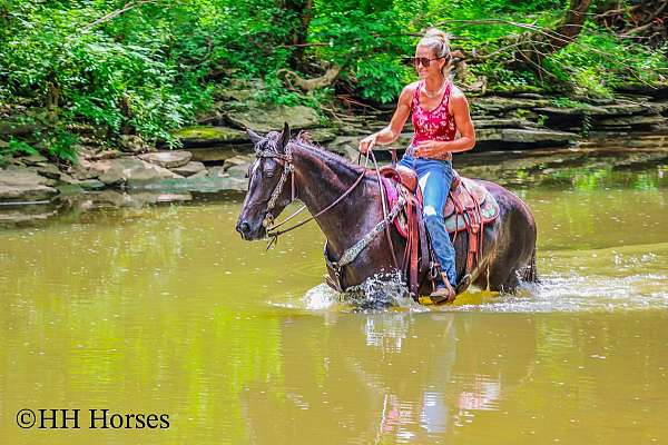 all-around-friesian-horse