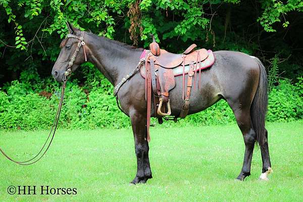 athletic-friesian-horse