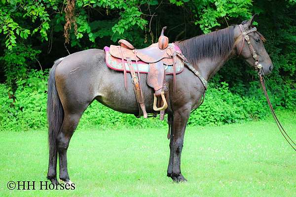 beginner-friesian-horse