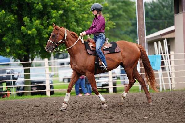 guard-thoroughbred-horse