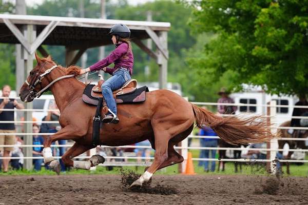 wsca-thoroughbred-horse