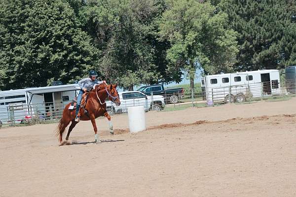 all-thoroughbred-horse