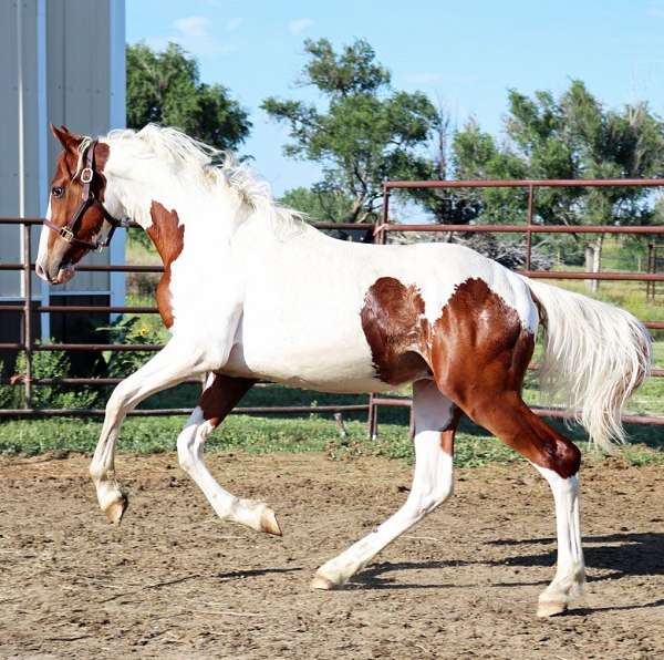 wide-white-blaze-tobiano-pinto-horse
