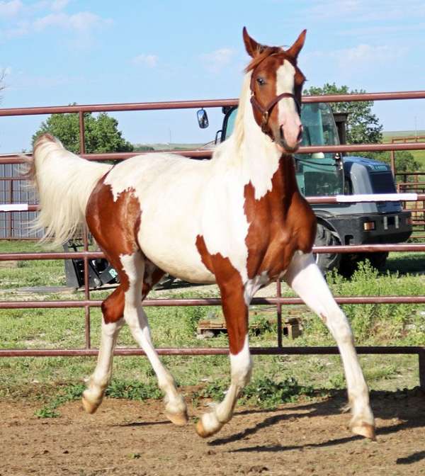 pinto-wide-white-blaze-tobiano-horse