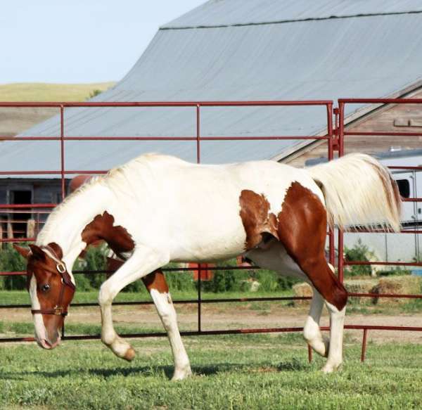 around-irish-draught-horse