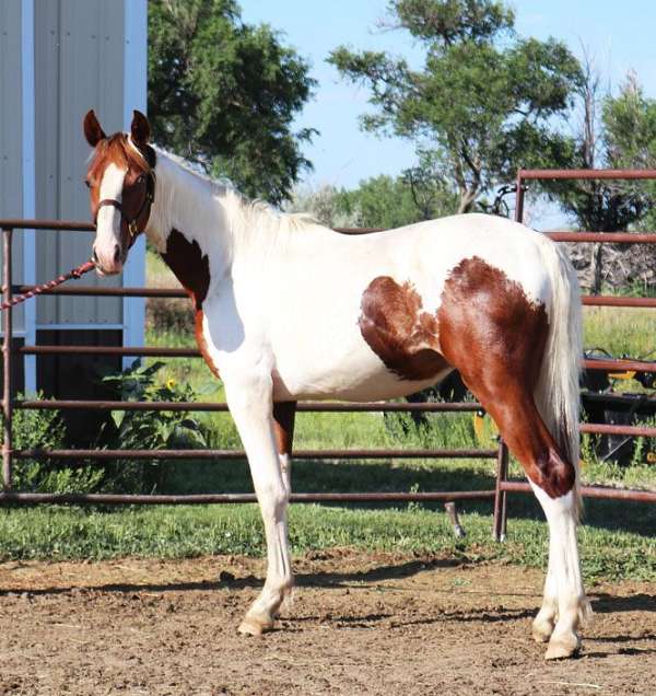 black-tobiano-irish-draught-horse