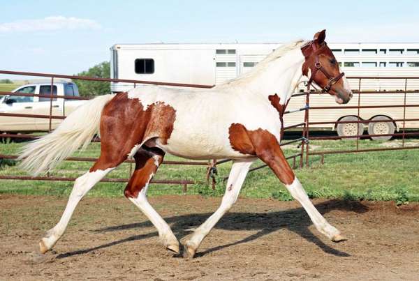 bred-to-irish-draught-horse