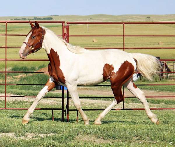 conformation-irish-draught-horse