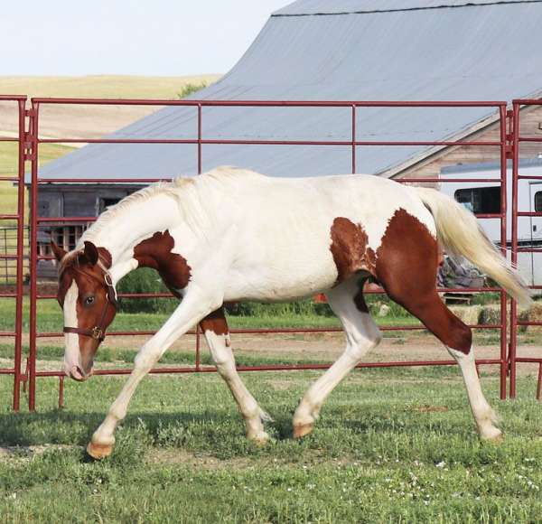 eventing-prospect-irish-draught-horse