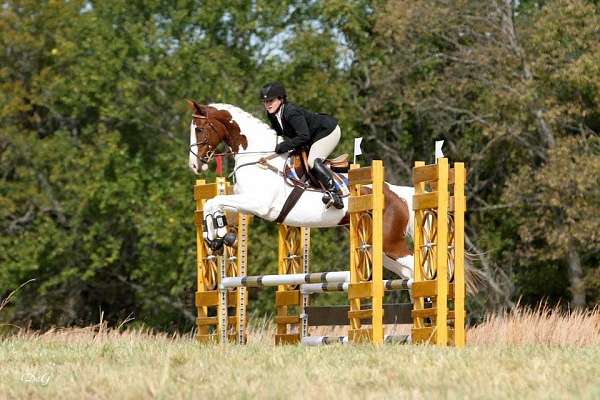 excel-irish-draught-horse