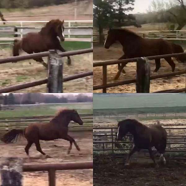 farrier-irish-draught-horse