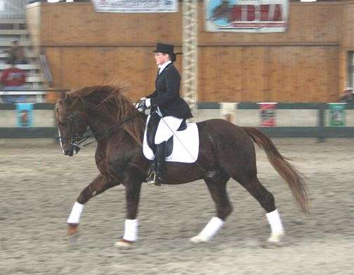 gaits-irish-draught-horse