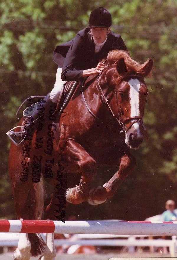 health-irish-draught-horse