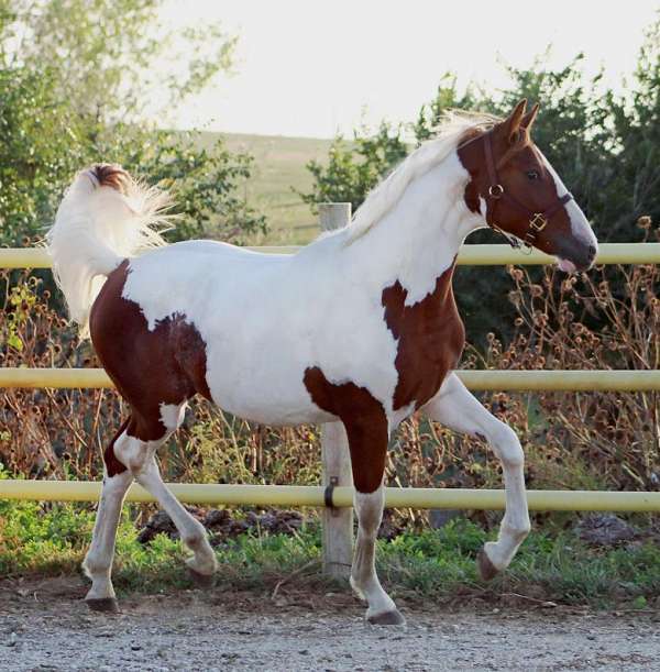 wide-white-blaze-tobiano-pinto-horse