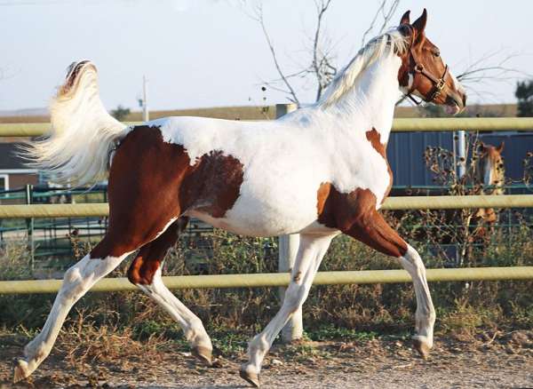 pinto-wide-white-blaze-tobiano-horse