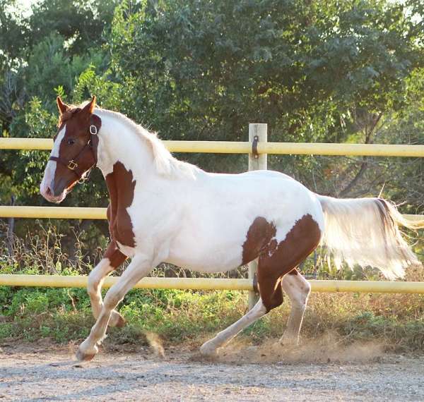 around-irish-draught-horse
