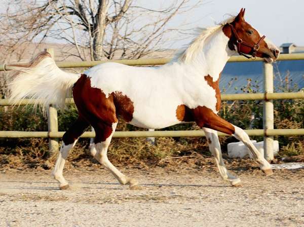 black-tobiano-irish-draught-horse