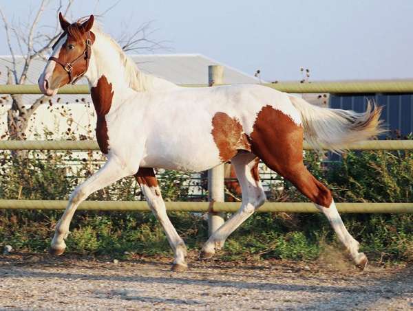 bred-to-irish-draught-horse