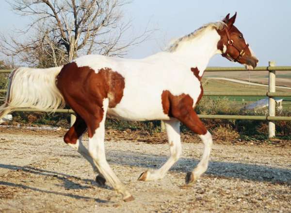 conformation-irish-draught-horse