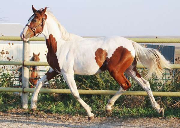 eventing-prospect-irish-draught-horse