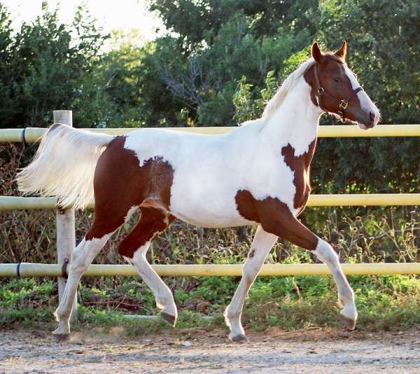 excel-irish-draught-horse