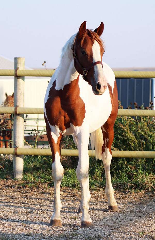 fancy-irish-draught-horse