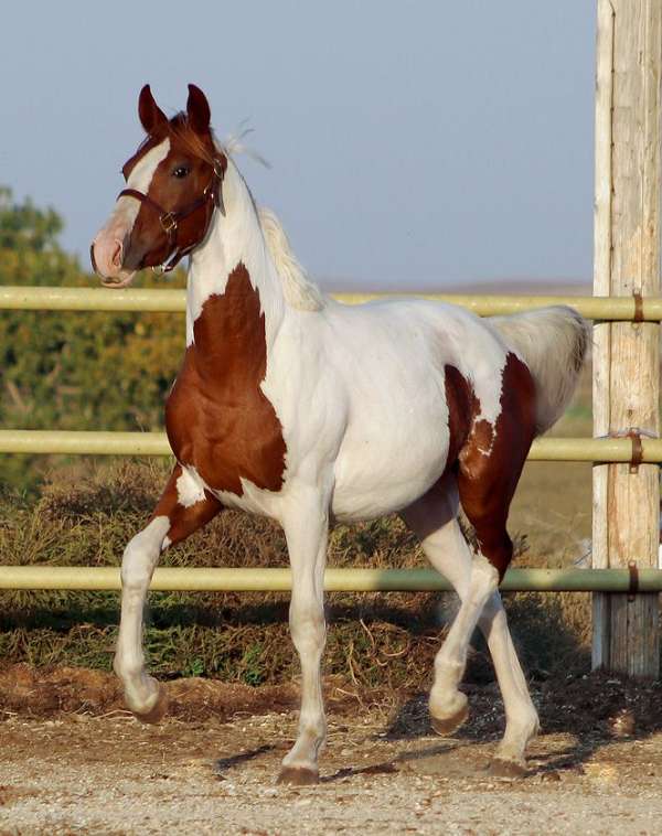 farrier-irish-draught-horse