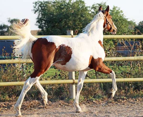 gaits-irish-draught-horse