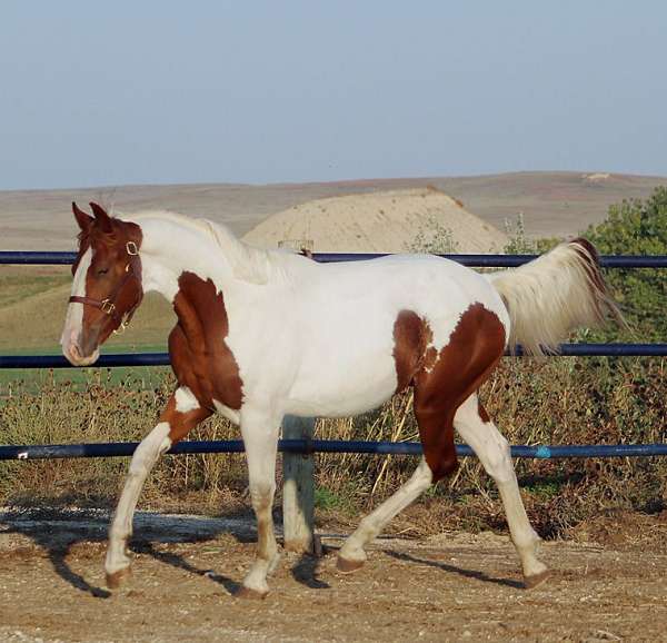 health-irish-draught-horse