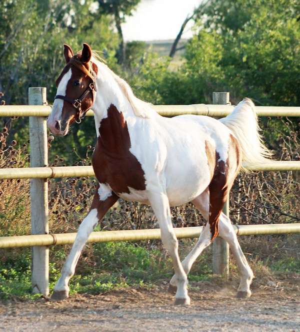 high-irish-draught-horse