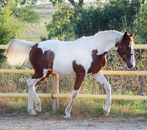 board-irish-draught-horse
