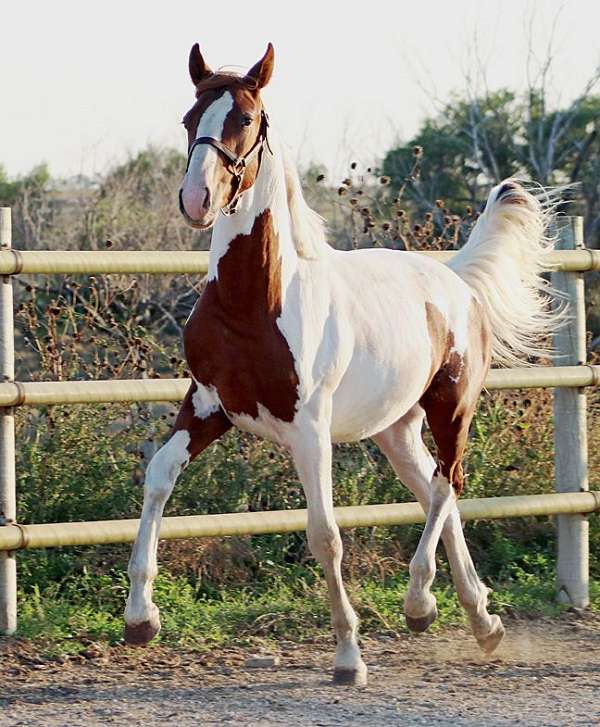 coggins-irish-draught-horse