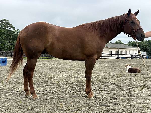 quarter-horse-gelding