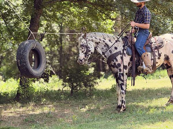 all-around-appaloosa-horse
